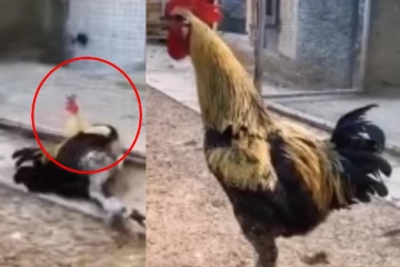 தம் கட்டி கூவி கூவி மயக்கம் போட்டே விழுந்த சேவல்....இறுதி வரை பாருங்க!