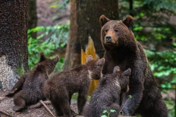 கரடிகளை அழிக்க சட்டம் நிறைவேற்றிய நாடாளுமன்றம்; வலுக்கும் எதிர்ப்பு - என்ன காரணம்?
