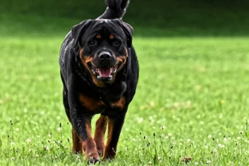 பயங்கரமான நாயிடமிருந்து தன் குழந்தையைக் காப்பாற்ற தனது உடலை கேடகமாக பயன்படுத்திய தாய்