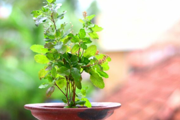 2026 ஜெய ஏகாதசி: துளசி செடி வைத்திருப்பவர்கள் இந்த தவறை செய்து விடாதீர்கள் | 2026 Jeya Ekadashi Worship Date And Importance 2026 ஜெய ஏகாதசி: துளசி செடி வைத்திருப்பவர்கள் இந்த தவறை செய்து விடாதீர்கள் | 2026 Jeya Ekadashi Worship Date And Importance