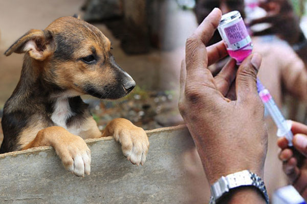 இலங்கையில் விசர்நாய் கடியை முழுமையாக ஒழித்த முதல் மாவட்டம் | Sri Lankan District To Eliminate Rabies