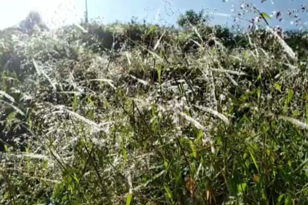 மத்திய மலைநாட்டில் கடும் குளிரான காலநிலை! | Very Cold Weather In Central Highlands மத்திய மலைநாட்டில் கடும் குளிரான காலநிலை! | Very Cold Weather In Central Highlands