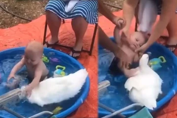 வாத்துடன் தண்ணீரில் விளையாடிய குழந்தை: நொடிப்பொழுதில் வாத்துக்கு ஏற்பட்ட அசம்பாவிதம்