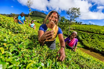 10 ஆம் திகதி முதல் 1700 ரூபா ; பெருந்தோட்ட தொழிலாளர்களுக்கு மகிழ்ச்சித்தகவல்!