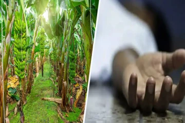 வாழைத்தார் வெட்டச் சென்றவருக்கு நேர்ந்த கதி