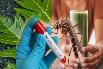 டெங்கு காய்ச்சல் மட்டுமல்ல... பப்பாளி இலைச்சாறு இத்தனை நோய்களுக்கு மருந்தாகுமா?