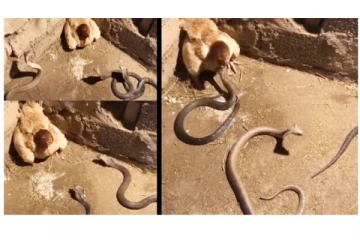 படமெடுத்து ஆடி கவ்வ வந்த பாம்புகளிடமிருந்து குஞ்சுகளை காப்பாற்ற சிங்கிளா நின்று கெத்து காட்டிய தாய்கோழி!