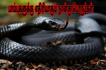 வீட்டில் விஷப்பாம்புகள் நுழைய கூடாதா? இந்த நான்கு பொருட்கள் இருந்தா போதும்