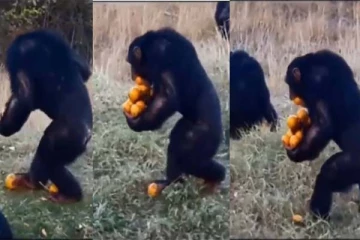 தயவு செய்து யாரும் வழியில நிக்காதீங்க! நான் ரொம்ப பாவம்: மில்லியன் கணக்கானோரை பிரமிக்க வைத்த காட்சி