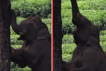 viral video: யானை மரம் ஏறுவதை பார்த்ததுண்டா? வியப்பூட்டும் காட்சி