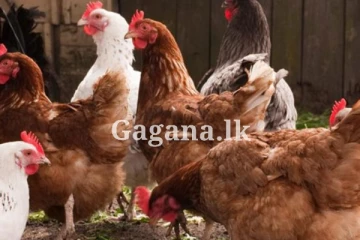 කුකුළු ව්‍යාපාරිකයන්ගෙන් ඉල්ලීමක් - කුකුළු මස් හා බිත්තර මිලට කුමක් වෙයි ද?.