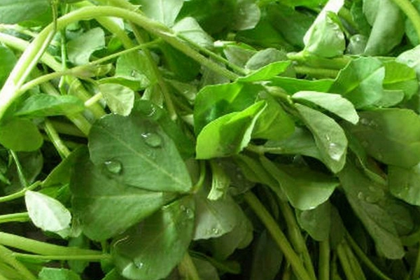 உணவை சூடுபடுத்தி உண்பதால்  ஏற்படும் ஆபத்து! | Risk Of Cancer By Heating Food