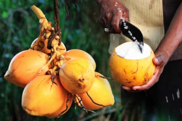 உங்களுக்கு இந்த பிரச்சனை இருந்தால் இளநீர் குடிக்காதீங்க... உயிருக்கே ஆபத்தாயிடுமாம்!