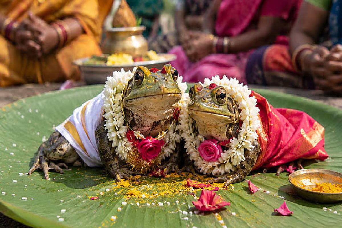 வறட்சி நீங்க வினோத வழிபாடு ; தவளைகளுக்குத் திருமணம் செய்து வைத்த கிராமத்துப் பெண்கள் | Strange Ritual Relieve Drought Village Women Frogs வறட்சி நீங்க வினோத வழிபாடு ; தவளைகளுக்குத் திருமணம் செய்து வைத்த கிராமத்துப் பெண்கள் | Strange Ritual Relieve Drought Village Women Frogs