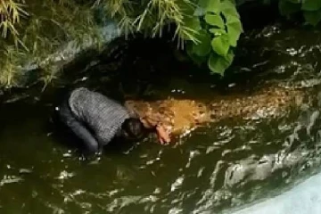 பொம்மை என நினைத்து முதலையிடம் சிக்கிய நபர்