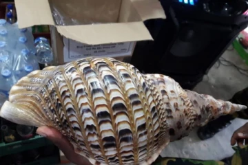 முல்லைத்தீவில் வலம்புரி சங்குடன் இருவர் கைது