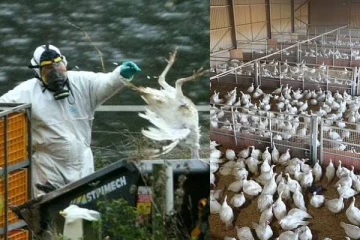 இதுவரை கண்டிராத மிக மோசமான பறவைக் காய்ச்சல் வெடிப்பு! பிரித்தானிய தலைமை நிர்வாகி அச்சம்