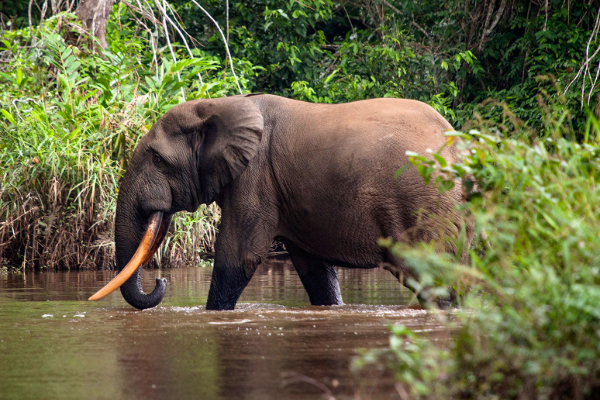 கந்தளாயில் காட்டு யானைகளின் அட்டகாசம்: விவசாயிகள் கவலை | Wild Elephants Rampage In The Fields Outside கந்தளாயில் காட்டு யானைகளின் அட்டகாசம்: விவசாயிகள் கவலை | Wild Elephants Rampage In The Fields Outside