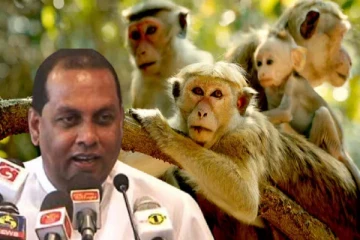 சீனாவிற்கு குரங்குகளை ஏற்றுமதி செய்திருந்தால்.. அமைச்சர் வெளியிட்ட புதிய தகவல்