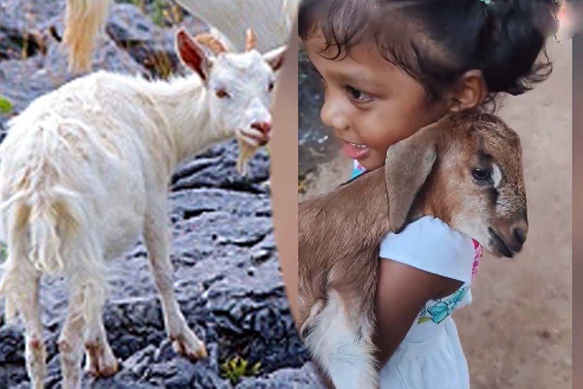 Viral Video: சிறுமி பாடிய தாலாட்டு.... ஆட்டுக்குட்டி கொடுத்த பதிலையும் ஒருக்கா பாருங்க | Girl Child Lullaby To Goat Viral Video