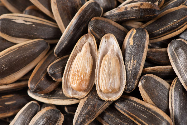 சூரியகாந்தி விதையை நிறைய சாப்பிட்டா இந்த ஆபத்தெல்லாம் வரும்! மனநலம் பாதிக்கவும் வாய்ப்பு இருக்கு? | Sunflower Seeds Side Effects