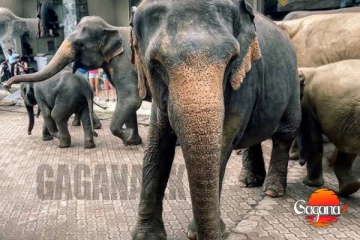 බ්‍රිතාන්‍යයේ විලියම් කුමරුගේ ශ්‍රී ලංකා අලි ගැන වීඩියෝවක් [VIDEO]