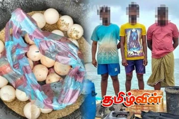 மன்னாரில் ஆமை இறைச்சியுடன் மூவர் கைது!