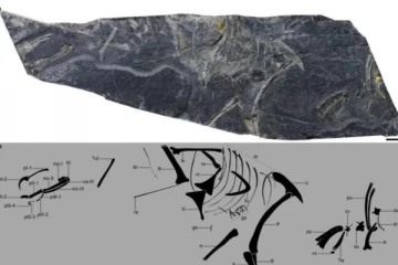 15 கோடி ஆண்டுகளுக்கு முன் பூமியில் வாழ்ந்த பறவையின் எச்சம் கண்டுபிடிப்பு