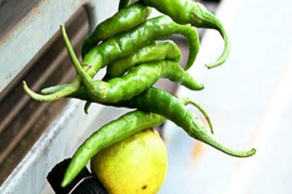 வீட்டுமுன் கட்டும் தோரணம் - பாரம்பரியம் பின்னால் இருக்கும் மறைமுக அறிவியல் | The Scientific Reason For The Toranam Tied At Door