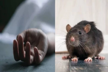 மாணவியை 15 முறை கடித்து குதறிய எலி.. தடுப்பூசி போட்டதால் நேர்ந்த கொடூரம் - பகீர் சம்பவம்!