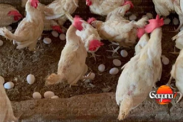 ආපදාවෙන් සත්ත්ව ගොවිපලවල් වලට වෙලා තියන විනාශය මෙන්න