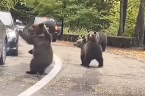 குடு குடுனு ஓடி வந்து ஹைபை கொடுத்த கரடி.... என்ன ஒரு ஆச்சரியம்! | Hifi To Driver Viral Video