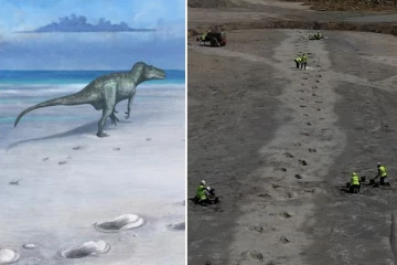 166 மில்லியன் ஆண்டுகள் பழமை…பிரித்தானியாவில் டைனோசர்களின் பாதச்சுவடுகள் கண்டுபிடிப்பு