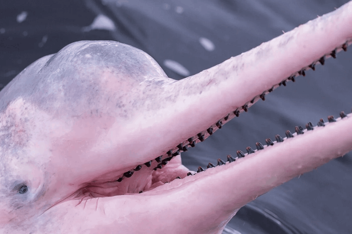 ஓமான் கடற்கரையில் இளஞ்சிவப்பு டொல்பின் கண்டுபிடிப்பு | Pink Dolphin Discovered Off Coast Oman