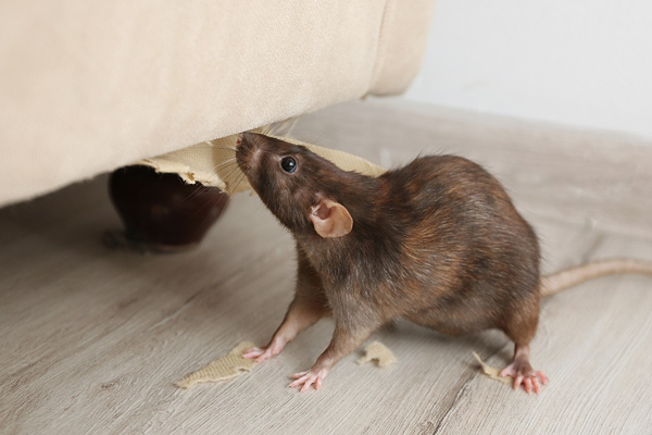 பரவும் மற்றுமொரு நோய்; மக்களே அவதானம்! | Rat Fever Disease That Spreads