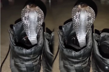 Viral Video: ஷுவிற்குள் இருந்து படமெடுத்த கருநாகம்... புல்லரிக்க வைக்கும் காட்சி