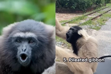 Viral Video: பல விதமான சத்தங்களை எழும்பும் பலஇன குரங்கினங்கள்