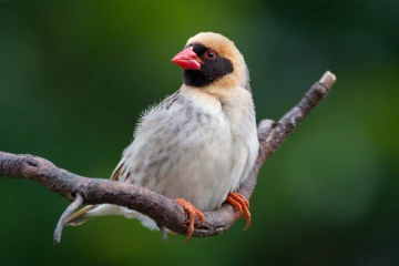 லட்சக்கணக்கான பறவைகளுக்கு எதிராக போர் தொடுக்கும் நாடு! என்ன காரணம்?