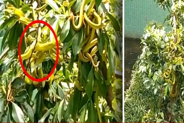 பாம்புக்கு தோட்டமா? ஒரு மரத்தில் கொத்து கொத்தாக தொங்கும் பாம்புகள்!