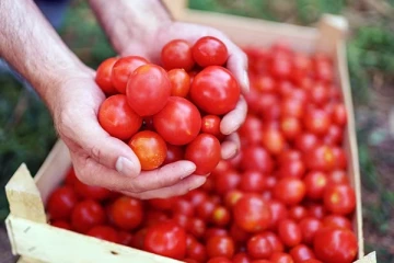 ஒரே நாளில் அதிரடியாக சரிந்த தக்காளி விலை - இல்லத்தரசிகளுக்கு குட் நியூஸ்!