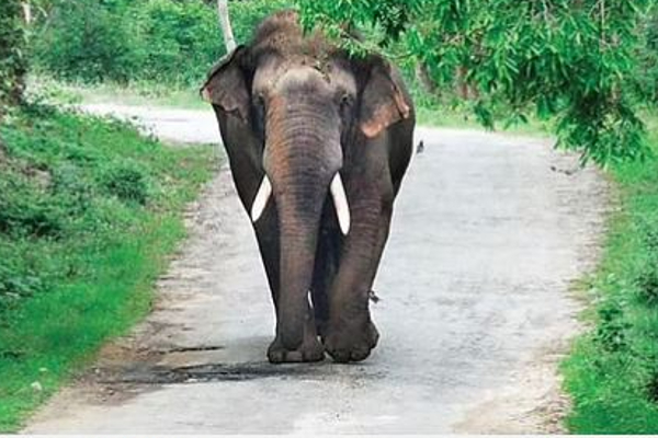 குடியிருப்பு பகுதியில் நுழைய முயன்ற காட்டு யானையை விரட்டியடித்த வளர்ப்பு நாய்கள் - தமிழ்நாடு