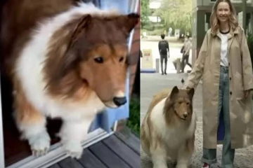 நாய்கள் மீது கொண்ட தீராத காதலால் நாயாகவே மாறிய இளைஞர்! இவ்வளவு செலவா?