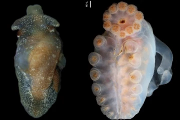 பிரித்தானிய கடலில் கண்டறியப்பட்ட புதிய கடல் வாழ் உயிரினம்!காலநிலை மாற்றத்தின் அறிகுறியா?