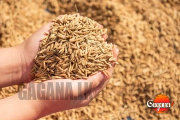 වී අලෙවි මණ්ඩලය අද සිට වී මිලදී ගැනීමට සූදානම්