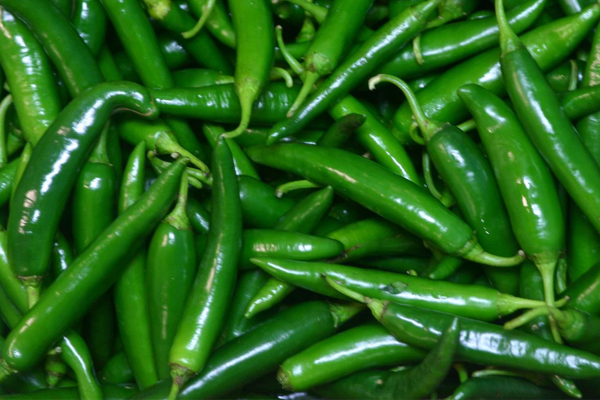 அதிர்ச்சி கொடுக்கும் பச்சை மிளகாயின் விலை | Shocking Green Chilli Prices அதிர்ச்சி கொடுக்கும் பச்சை மிளகாயின் விலை | Shocking Green Chilli Prices