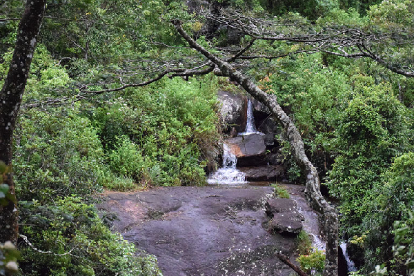 நக்கிள்ஸ் பாதுகாப்பு வனப்பகுதி பழைய வீதியை மீண்டும் திறப்பது குறித்து அதிருப்தி | Reopening Old Road In Knuckles Forest நக்கிள்ஸ் பாதுகாப்பு வனப்பகுதி பழைய வீதியை மீண்டும் திறப்பது குறித்து அதிருப்தி | Reopening Old Road In Knuckles Forest