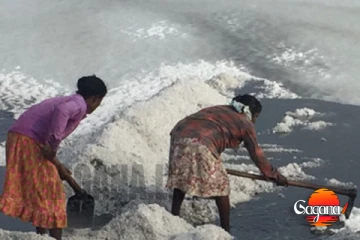 යුද්ධෙට නැවතුණු අලිමංකඩ උතුර ලුණු ලේවාය ආයෙත් වැඩට