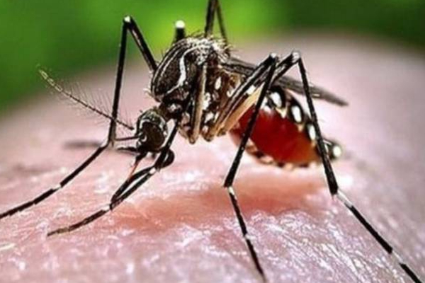 யாழில் திடீரென அதிகரிக்கும் நோயாளர்களின் எண்ணிக்கை! | Dengue Patients Increase In Jaffna Warns