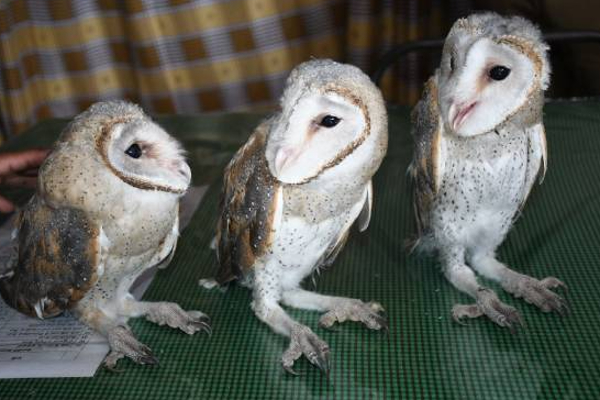 புத்தளத்தில் உயிருடன் மீட்கப்பட்ட அரிய வகை ஆந்தைகள்! | Rare Owls Rescued Alive In Puttalam புத்தளத்தில் உயிருடன் மீட்கப்பட்ட அரிய வகை ஆந்தைகள்! | Rare Owls Rescued Alive In Puttalam