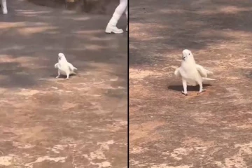 நடுரோட்டில் குழந்தைகளுடன் வைப்பான பறவை.. மெய்சிலிர்த்து போன இணையவாசிகள்